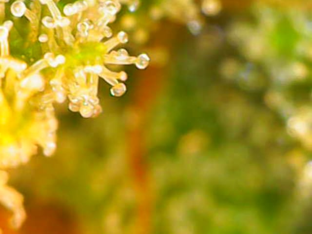 XJ-13 x Pennywise — flower, day 145