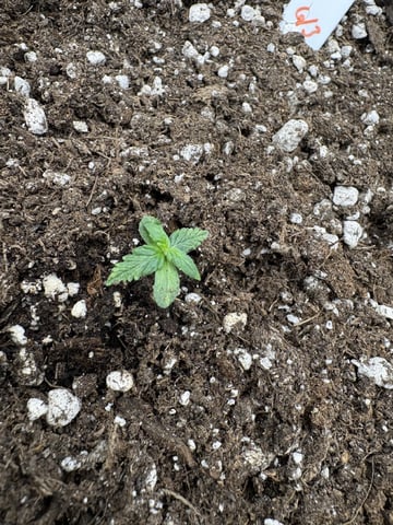 My First Grow — vegetative, day 8