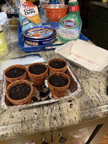 Grow #2 — germination, day 4