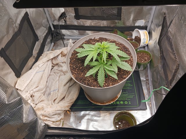 4th grow  — vegetative, day 149