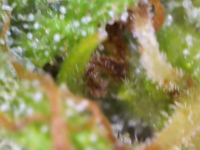Bruce Banner — flower, day 20