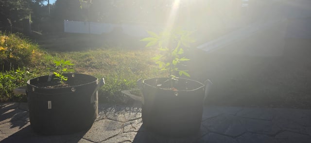 Let's just leave these right here! — vegetative, day 39