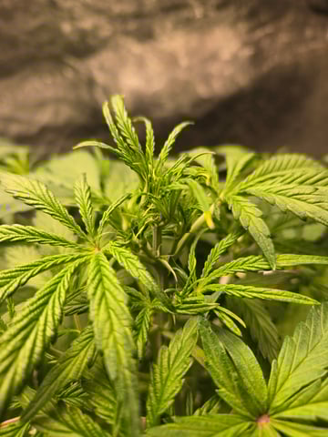 RQS Cookies Gelato — flower, day 34