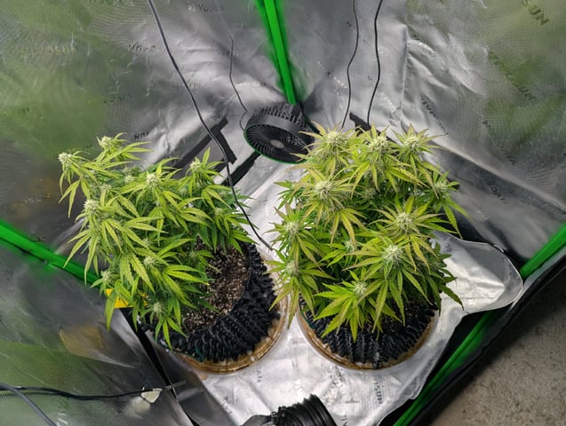 Titan F1 grow  — flower, day 57