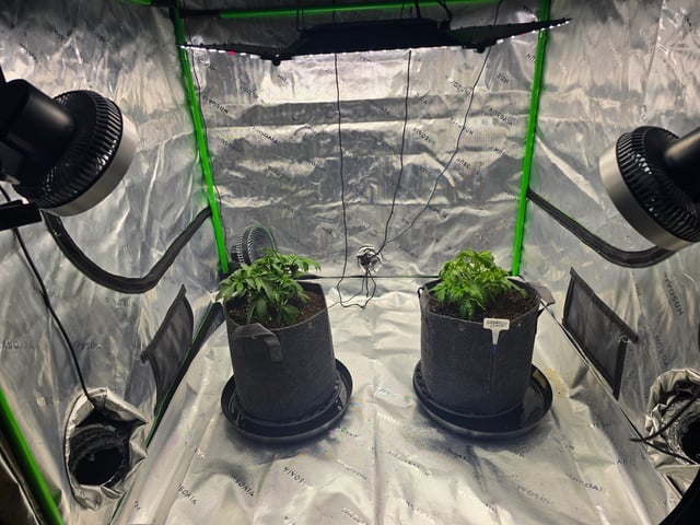2nd grow round 2 — vegetative, day 27