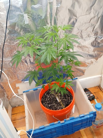 triangle kush  — vegetative, day 15