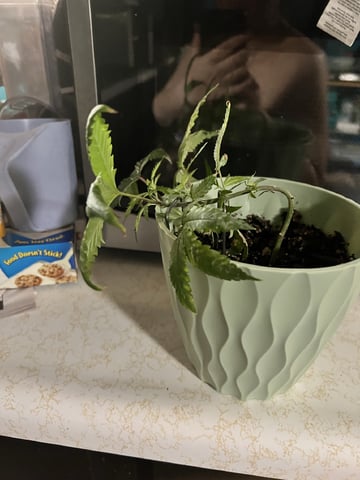 Veg And Auto-Bloom Room — vegetative, day 7