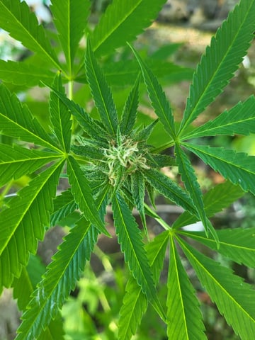 Bread — flower, day 43