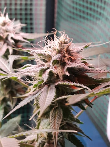 missing pieces — flower, day 99