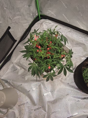 Mystic Gorilla — vegetative, day 42