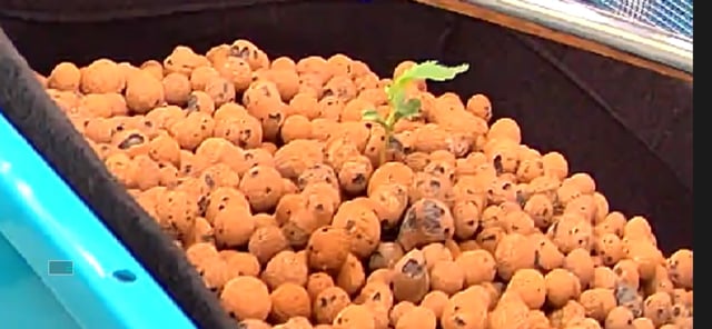 Auto Flower #1 — seedling_rooting, day 11