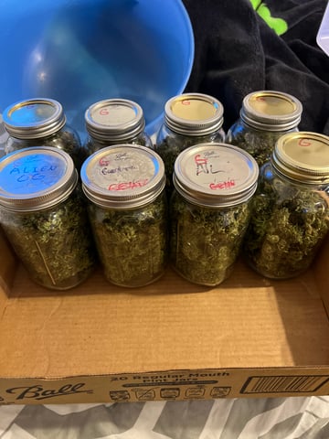 Indoor Grow  — flower, day 76