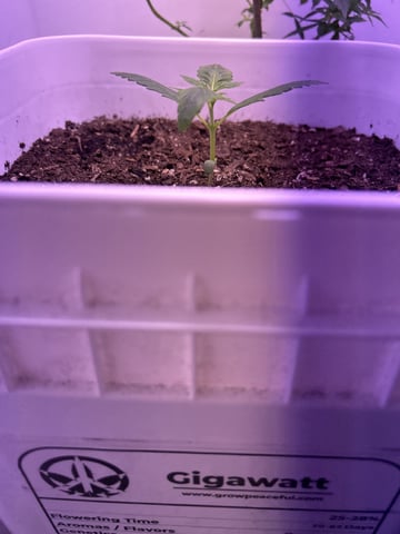 Gigawatt  — vegetative, day 43