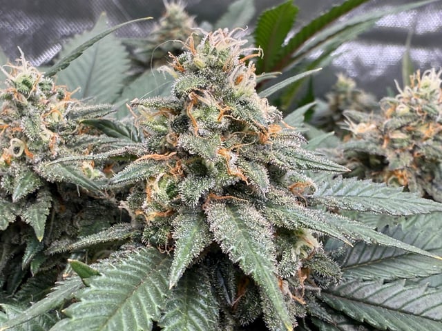 Green Gelato — flower, day 98