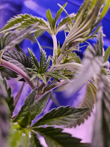 gary poppins — vegetative, day 39