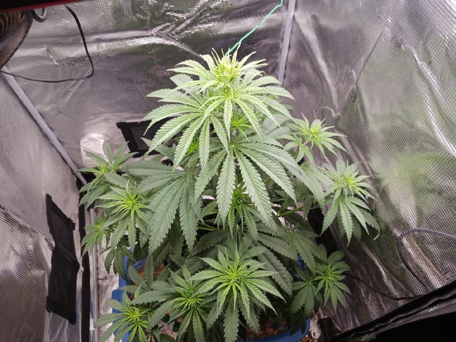 2nd Grow 2026  — vegetative, day 38