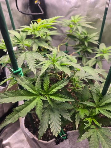 Looking for advice! — vegetative, day 44
