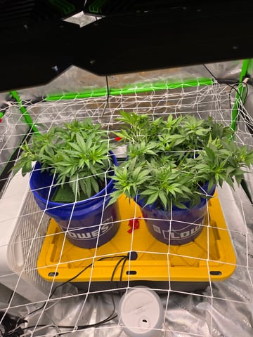 Fastbuds Autoflower Run — vegetative, day 40