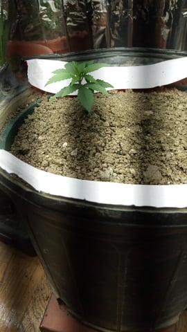 Jack hearer/Jack the ripper? — seedling_rooting, day 21