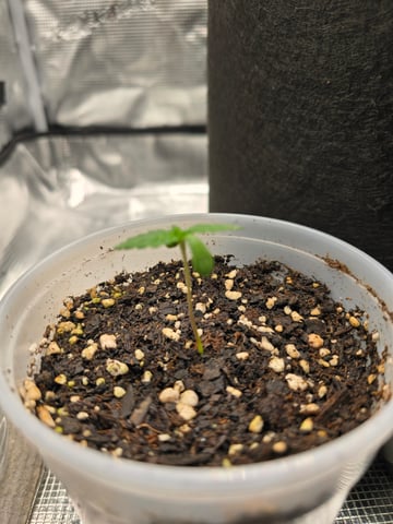 Northern lights #10 2nd plant (Selkies) — seedling_rooting, day 5