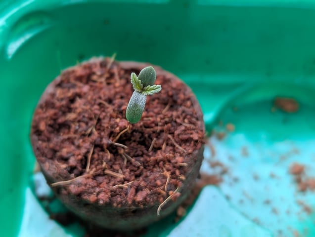 First Grow April '26