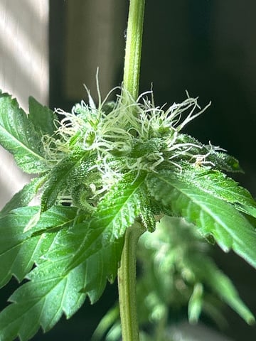 PeanutButter Cookies