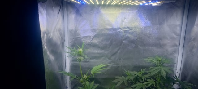 frst grow tent grow — vegetative, day 50