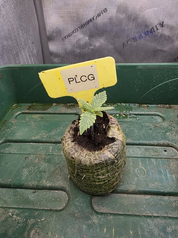 Granny Candy and PLCG — germination, day 12