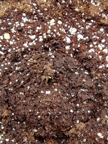 First grow — seedling_rooting, day 3