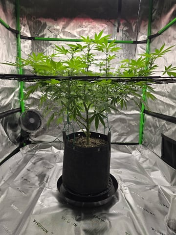 First grow — flower, day 63