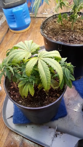 Jack hearer/Jack the ripper? — vegetative, day 72