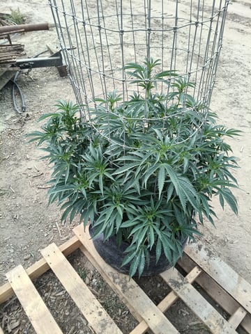 first 4 — flower, day 33