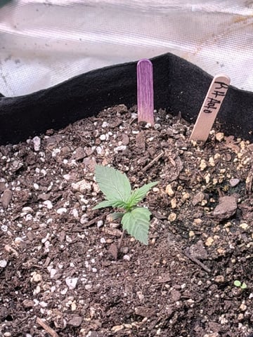 4’x8’ Grow1 — seedling_rooting, day 23