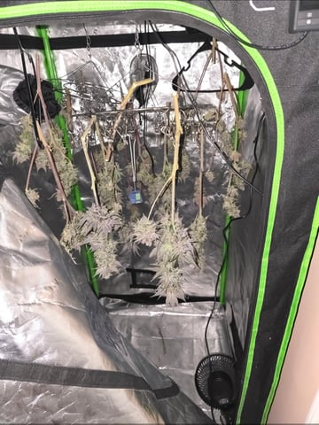 Grow 3 — flower, day 63