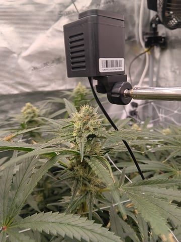 Pineapple express — flower, day 45