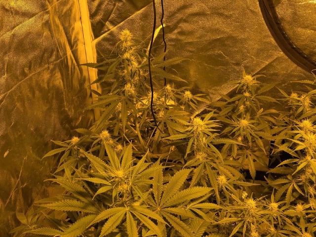 3rd Auto Grow — flower, day 66