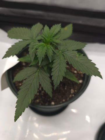 Homegrown - 🍒 🥧 & GSC Auto, 🚀 Seeds 🍌 Buttercups  — vegetative, day 23