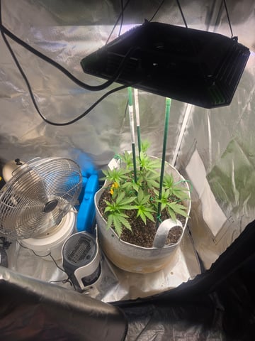 Looking for advice! — vegetative, day 31