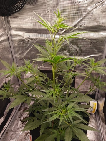 black gorilla feminized  — vegetative, day 12