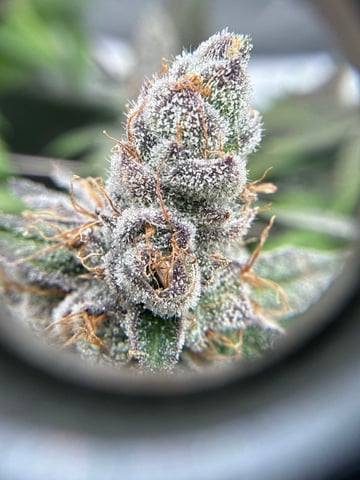 3rd grow  — flower, day 117