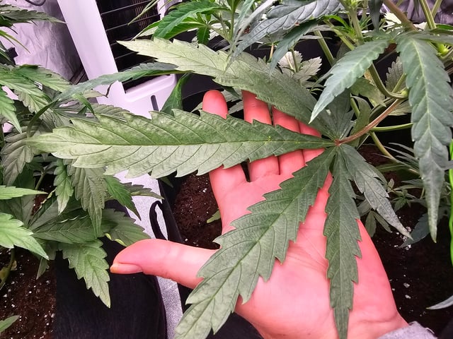 mimosa punch  — grow_setup, day 28