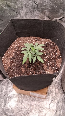 Lemon Cherry Cookies, Purple Haze and Strawberry Gorilla Grows — grow_setup, day 3