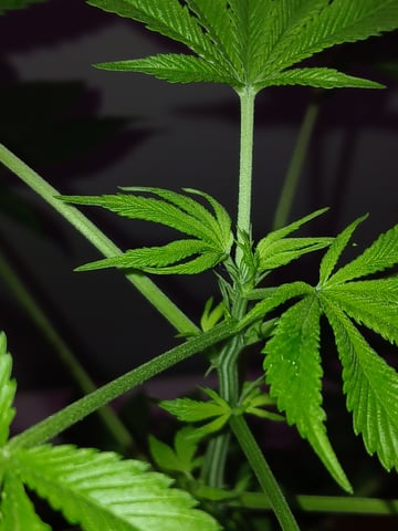 triangle kush  — flower, day 40