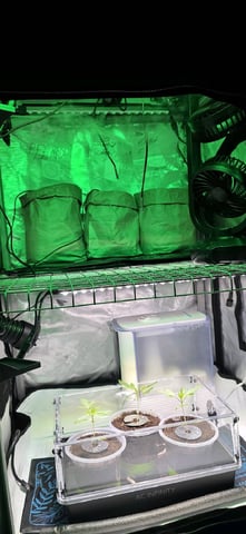 Girl Scout Cookies  — vegetative, day 20