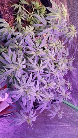 Purple Plum Perfect 💜 & 2 Grape Runtz 🍇 Mainlining garden.  — vegetative, day 106