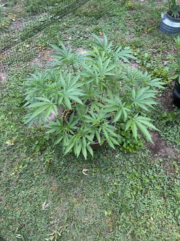 2026 Outdoor — vegetative, day 65