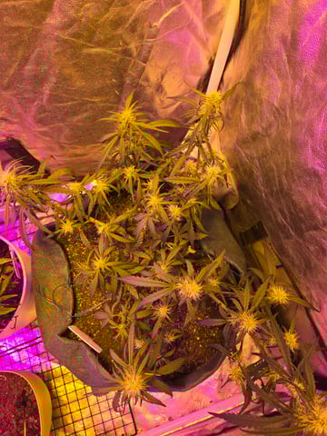 high octane x holy grail  — auto, day 41