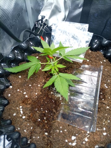 first tent grow — vegetative, day 9