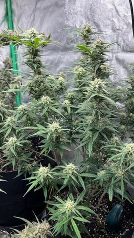 420 Fast Buds Mixed Pack