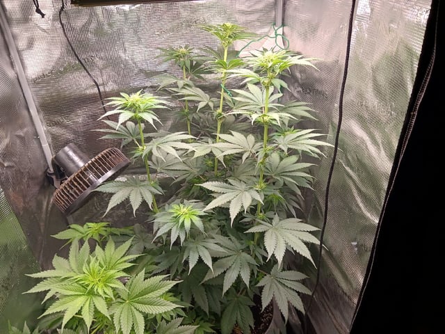 Gorilla Sherbert Feminized From Blimburn Seeds 